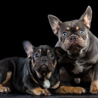 птичка где ? :: игорь птичка где ? :: игорь