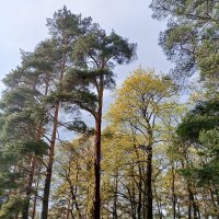 Весна :: Сапсан Весна :: Сапсан