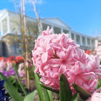 Гиацинт :: Сапсан 