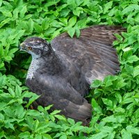 Тетеревятник :: Viktor Makarov