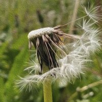 Парашютики! :: Валентина  Нефёдова 