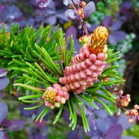 Цвет карликовый сосны в городе :: Милешкин Владимир Алексеевич Цвет карликовый сосны в городе :: Милешкин Владимир Алексеевич