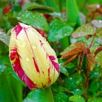 Промокший под  дождём тюльпан :: Милешкин Владимир Алексеевич 