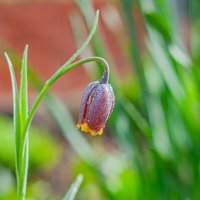 Весенние цветы :: Александр Филатов