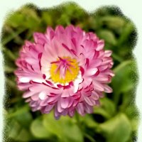 Маргаритка :: Veera V Маргаритка :: Veera V