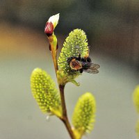 Май...Шмель на цветущей иве! :: Владимир 