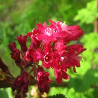 Смородина цветёт :: Людмила Смородинская