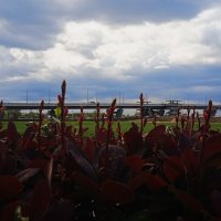 Зарисовка :: Елена Шаламова