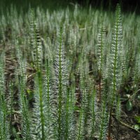 Хвостник :: Anna Ivanova Хвостник :: Anna Ivanova