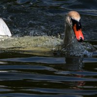 Лебеди умеют плавать в стиле баттерфляй.(2) :: Владимир Безбородов