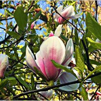 Майская магнолия. :: Валерия Комова