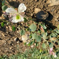 Каперсы цветут. :: ИРЭН@ . Каперсы цветут. :: ИРЭН@ .