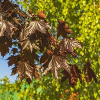 Цветовые контрасты природы. :: Петр Беляков