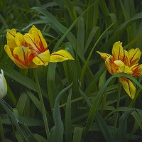 Зарисовка с тюльпанами :: Владимир Кроливец Зарисовка с тюльпанами :: Владимир Кроливец