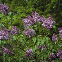 Сирень :: Владимир Кроливец