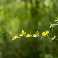 ___ :: Yuriy V ___ :: Yuriy V