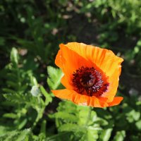 Картинки лета :: Ольга 