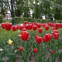 *** :: Валентина Береснева