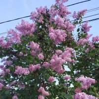 Сиреневая пора... :: Нина Акарцева 
