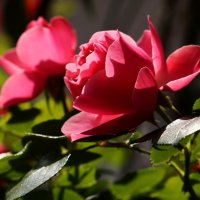 Майское утро :: Юрий. Шмаков Майское утро :: Юрий. Шмаков