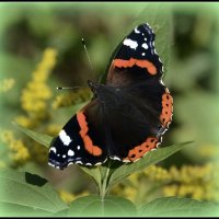 Адмирал... :: Aleksandr Gal