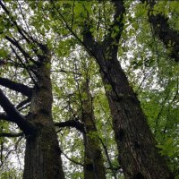 ЛЕС :: Tata Wolf ЛЕС :: Tata Wolf