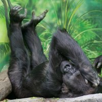 *** :: Иван Литвинов *** :: Иван Литвинов