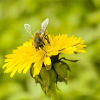 Замечательный дуэт) :: Светлана 13.06. Замечательный дуэт) :: Светлана 13.06.