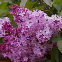 цветок мая :: Ирина Милонова