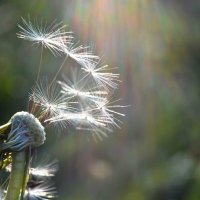 К свету... :: Надежда Куркина К свету... :: Надежда Куркина