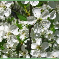 Нежность весны. :: Ольга Довженко