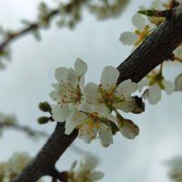 Весеннее цветение :: Aleksandra Chochaeva Весеннее цветение :: Aleksandra Chochaeva