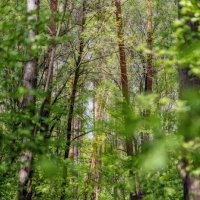 Просёлочная в лесу :: sorovey Sol Просёлочная в лесу :: sorovey Sol