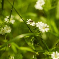 Жучок :: sorovey Sol