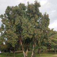 Эвкалипт :: Светлана Хращевская