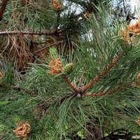 Май :: Нина Бутко Май :: Нина Бутко