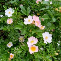 Шиповник :: Нина Бутко Шиповник :: Нина Бутко