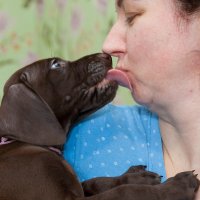 собачий детский сад :: Павел Кошалеф