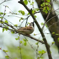 ... :: Елена Сиднина