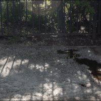 Пух :: Александр Тарноградский