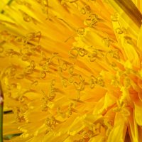 Одуван :: Александр Александр