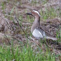 ИДЕАЛЬНЫЙ КАМУФЛЯЖ :: Володька Завитушкин ИДЕАЛЬНЫЙ КАМУФЛЯЖ :: Володька Завитушкин