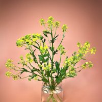 Сурепка. :: Виктор Орехов