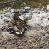 Первый :: ZNatasha -