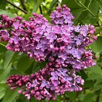 Сирени цвет. :: Ирина Сирени цвет. :: Ирина