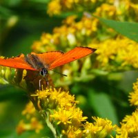 опять про бабочек 2 :: Александр Прокудин опять про бабочек 2 :: Александр Прокудин