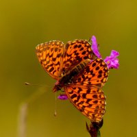 опять про бабочек  5 :: Александр Прокудин