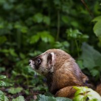 Хорёк :: Michel 