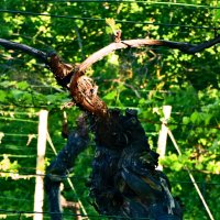 Весенние зарисовки 143 :: Алексей Кузнецов Весенние зарисовки 143 :: Алексей Кузнецов