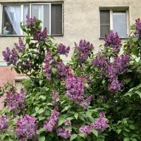 В окна рвётся  аромат сирени ) :: Любовь 